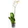 Белая орхидея Фаленопсис в горшке. Кипр